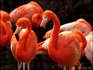 Flamingi