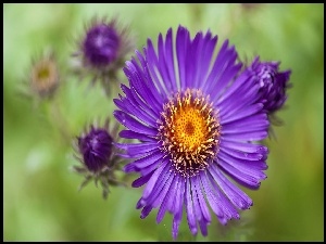 Aster, Kwiat, Fioletowy