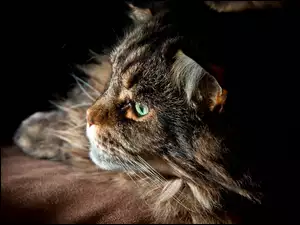 Kot, Oczy, Maine coon, Zielone