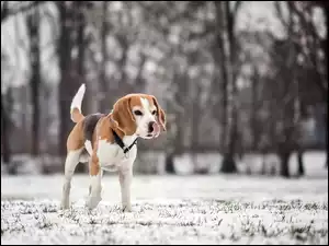 Beagle, Rozmycie, Drzewa, Zima