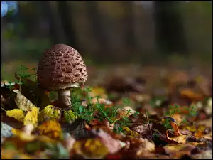 Sowa, Liście, Grzyb, Czubajka Kania