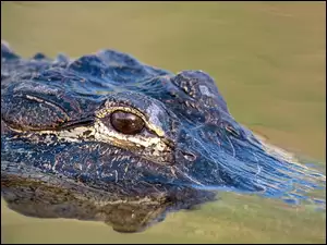 Aligator