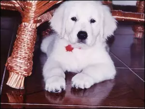 Piesek, Labrador Retriever