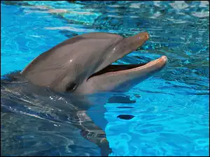 Woda, Delfin, Basen
