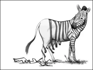 Śmieszne, Zebra