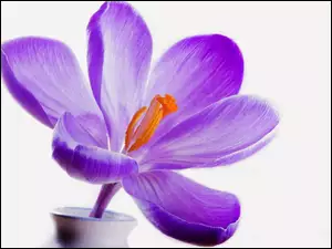 Kwiaty, Krokus