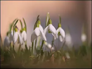 Kwiaty, Przebiśniegi, Białe