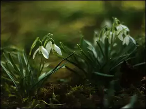 Kwiaty, Przebiśniegi, Białe
