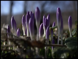 Kwiat, Krokus, Fiolet