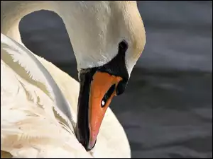 Łabędź, Dziób