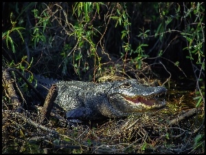 Aligator, Zarośla