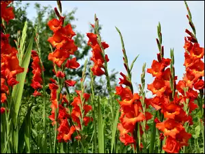 Mieczyki, Gladiole