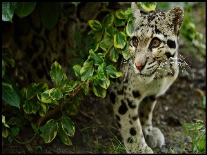 Krzewy, Ocelot, Zieleń