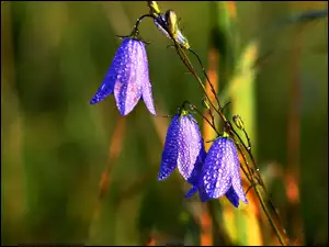 Krople, Fioletowe, Dzwonki