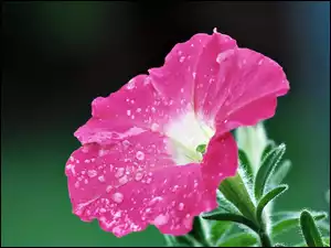 Petunia Ogrodowa, Różowy, Kwiatek