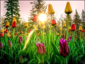 Wschód Słońca, Wiosna, Tulipany, Kolorowe, Drzewa