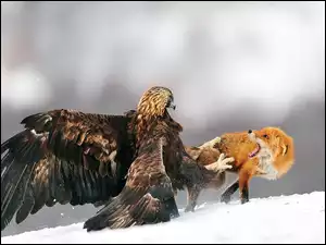 Śnieg, Lis, Orzeł