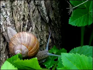 Liście, Ślimak, Muszla