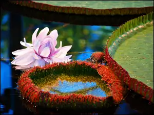 Amazonica, Jezioro, Wodna, Lilia, Victoria
