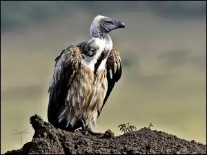 Sęp, Białogłowy