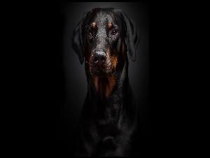 Doberman, Tło, Portret, Czarne