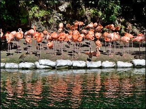 Odbicie, Flamingi, Woda