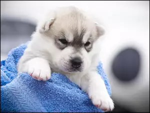 Siberian Husky, Pies, Niebieski, Szczeniak, Koc