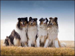 Owczarki, Łąka, Szkockie, Collie