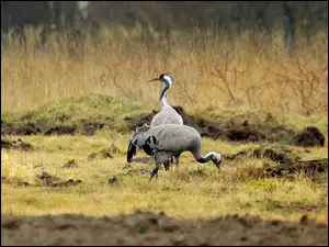 Łąka, Dwa, Żurawie