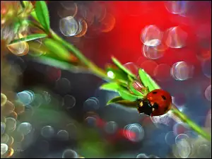 Bokeh, Biedronka, Owad