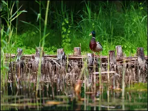 Kaczka, Kaczor, Krzyżówka, Staw
