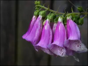 Naparstnica Purpurowa