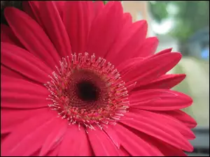 Gerbera, Kwiat, Różowa