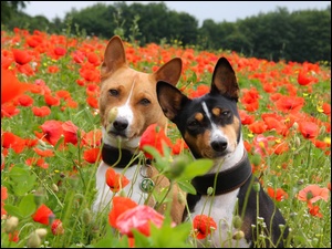 Basenji, Łąka, Dwa, Maki, Pieski