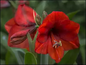 Amarylis, Gippeastrum