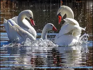 Łabędzie, Gęś, Woda, Jezioro