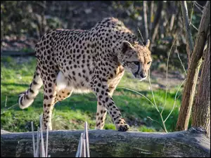 Gepard, Kłoda