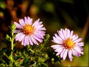 Astry, Rosa, Marcinki, Krople