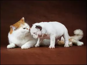 Buldog francuski, Kotek, Szczeniak
