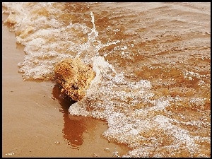 Plaża, Morze, Fala