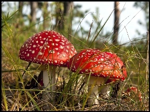 Grzyby, Leśna, Muchomory, Ściółka