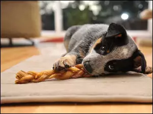 Australian cattle dog, Leżący, Szczeniak