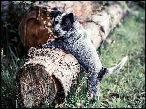 Pies, Pień, Szczeniak, Australian cattle dog