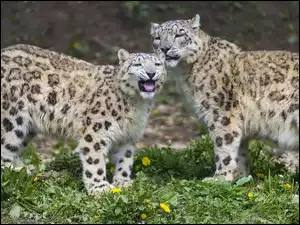 Trawa, Dwa, Irbisy