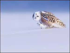 Śnieg, Sowa, Śnieżna