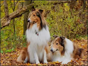 Szkockie, Tricolor, Dwa, Jesień, Owczarki, Collie