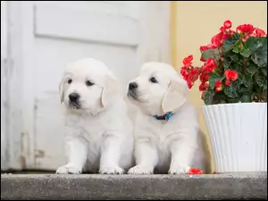 Pieski, Pelargonia, Szczeniaki, Golden retriever