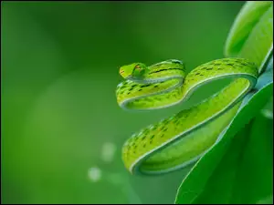Zielony, Wąż