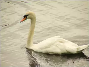 Łabędź