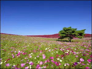 Łąka, Japonia, Park Hitachinaka
